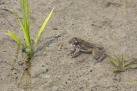ヌマガエル　田植え後の田んぼにいる [BAB110002998]