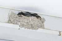 ツバメのヒナ　親鳥の警戒の声で姿勢を低くする [BAB110002999]