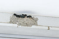 ツバメのヒナ　親鳥の警戒の声で姿勢を低くする [BAB110003000]