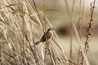スズメ　 [BAB110003001]