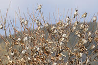 スズメ　群れ　枯葉と分かり難い [BAB110003002]