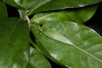 アオマツムシ雌 [BAB110003003]