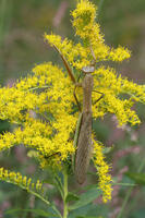 オオカマキリ [BAB110003005]