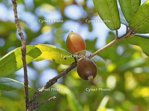 ウバメガシのどんぐり [BAB110002458]