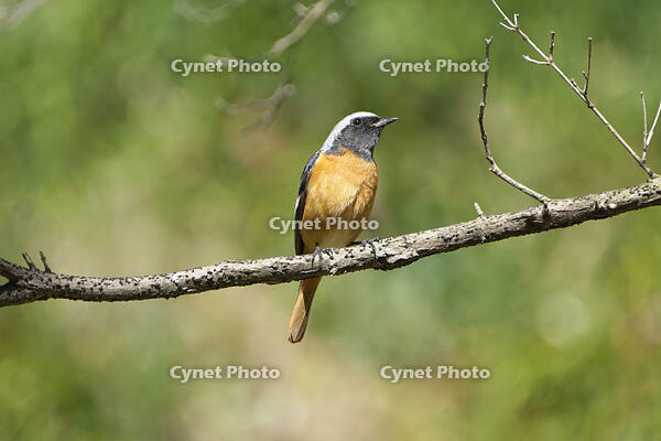 ジョウビタキ雄 [BAB110002895]