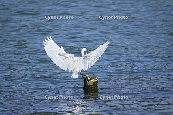 コサギ [BAB110002906]