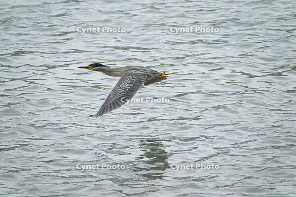 ササゴイ [BAB110002907]