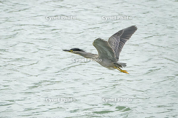 ササゴイ [BAB110002908]