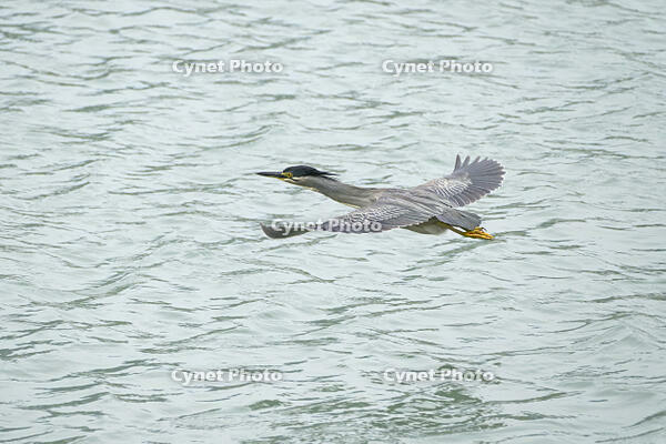 ササゴイ [BAB110002909]