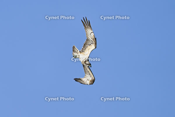 ミサゴ　ダイビングを開始 [BAB110002910]