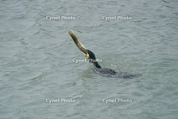 カワウ　ウナギを捕食 [BAB110002911]