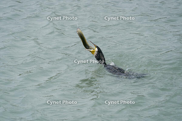 カワウ　ウナギを捕食 [BAB110002912]