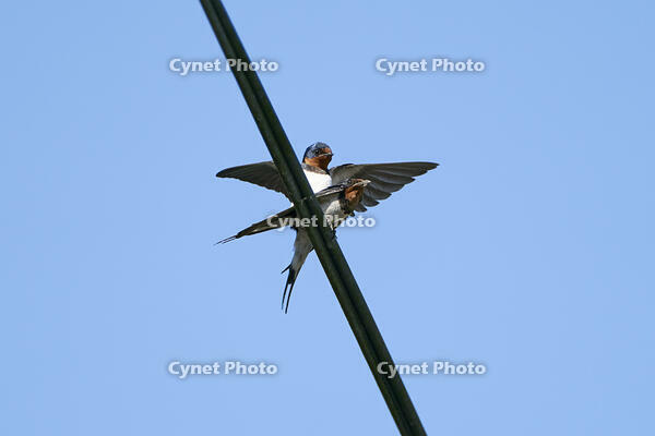 ツバメ交尾 [BAB110002913]