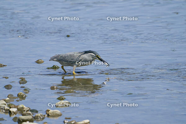 ササゴイ　魚を捕食 [BAB110002914]