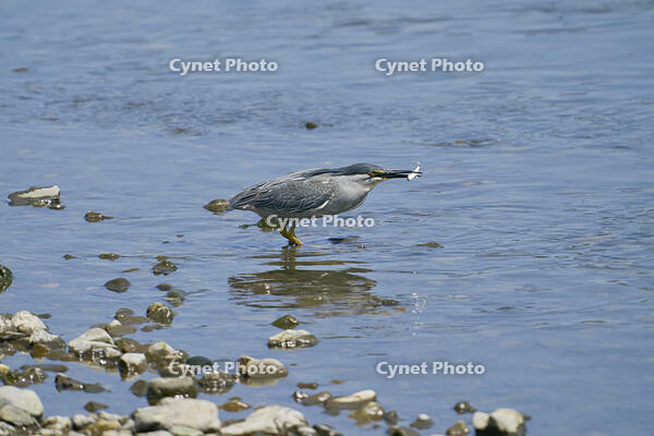 ササゴイ　魚を捕食 [BAB110002915]