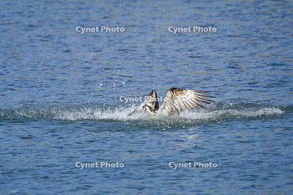 ミサゴ　 [BAB110002916]