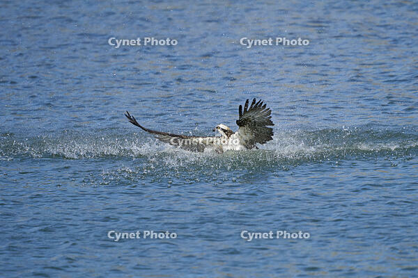 ミサゴ　 [BAB110002917]