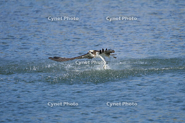 ミサゴ　ボラを捕獲 [BAB110002918]