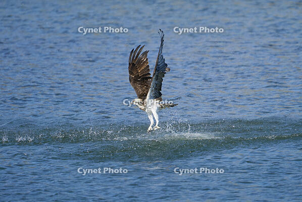 ミサゴ　ボラを捕獲 [BAB110002919]