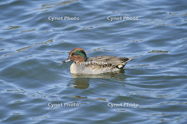 コガモ雄　繁殖羽へ換羽中 [BAB110002920]