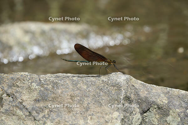 ミヤマカワトンボ雄 [BAB110002921]