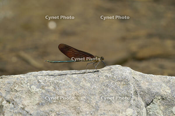 ミヤマカワトンボ雄 [BAB110002922]