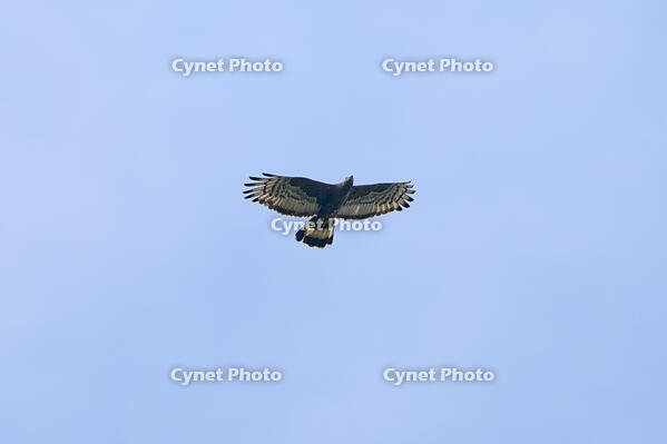 ハチクマ雄 [BAB110002923]