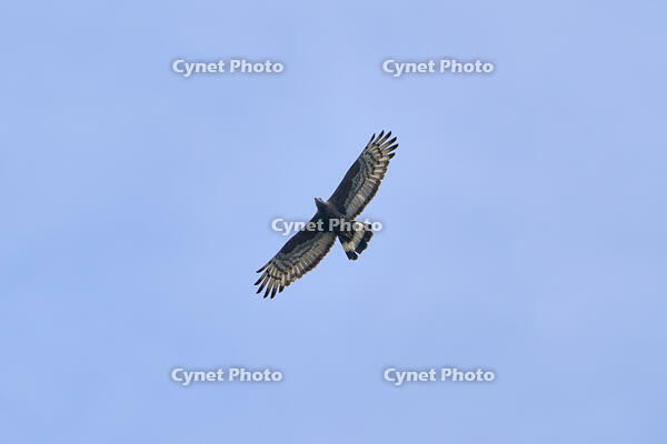 ハチクマ雄 [BAB110002924]