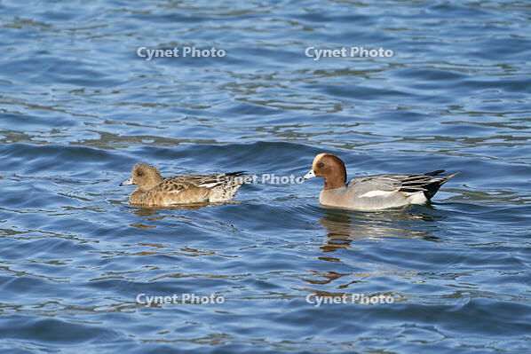 ヒドリガモ　雄と雌 [BAB110002925]