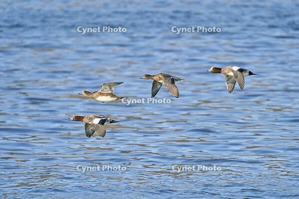ヒドリガモ　雄と雌 [BAB110002926]