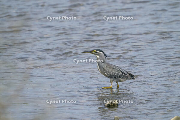 ササゴイ [BAB110002928]