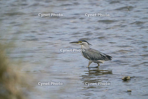 ササゴイ [BAB110002929]