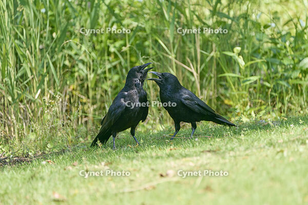 ハシボソガラス　仲睦まじい [BAB110002930]