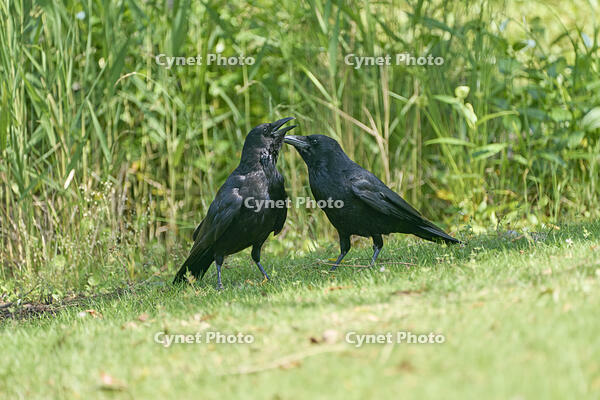 ハシボソガラス　仲睦まじい [BAB110002931]