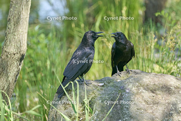 ハシボソガラス　仲睦まじい [BAB110002933]