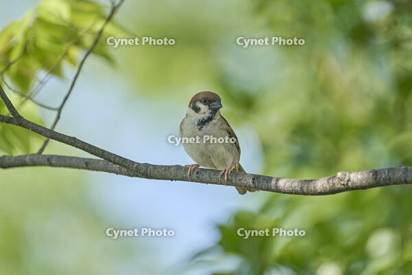 スズメ　 [BAB110002934]