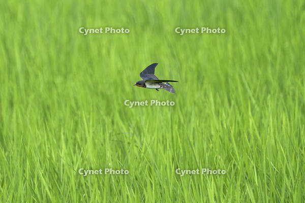 ツバメ若鳥　田んぼで虫を捜す. [BAB110002937]