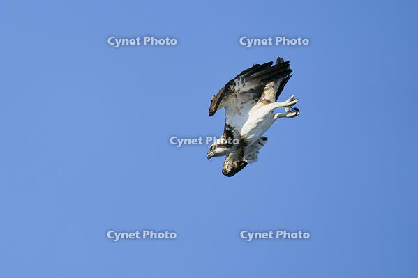 ミサゴ　ダイビングの態勢になる [BAB110002938]