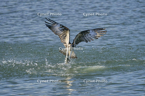 ミサゴ　ボラを捕獲 [BAB110002939]