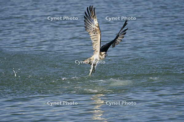 ミサゴ　ボラを捕獲 [BAB110002940]