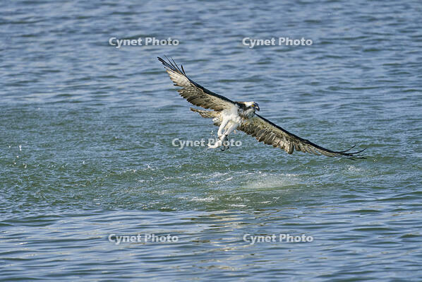 ミサゴ　ボラを捕獲 [BAB110002941]