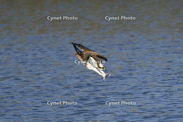 ミサゴのダイビング [BAB110002942]