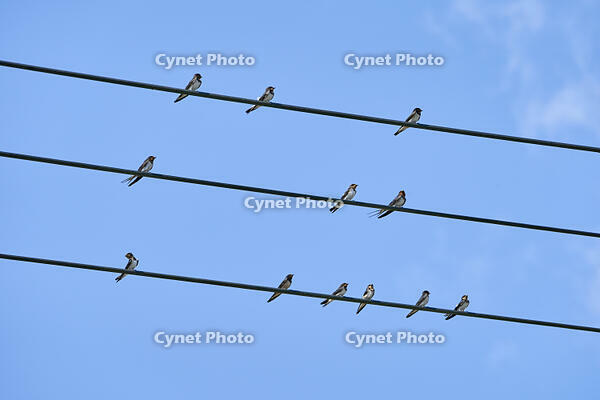 ツバメ成鳥と若鳥　真夏電線で休む [BAB110002943]