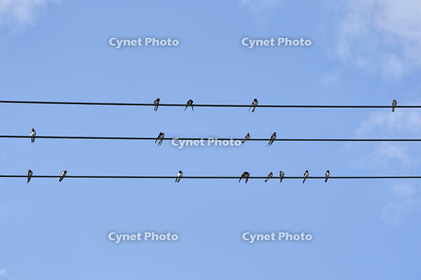 ツバメ成鳥と若鳥　真夏電線で休む [BAB110002944]