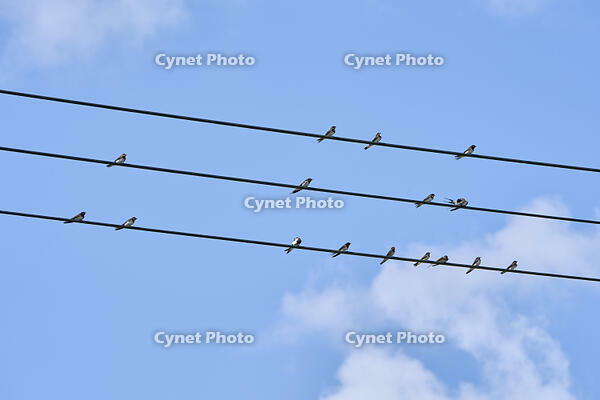 ツバメ成鳥と若鳥　真夏電線で休む [BAB110002945]