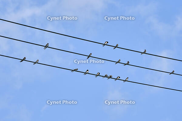 ツバメ成鳥と若鳥　真夏電線で休む [BAB110002946]