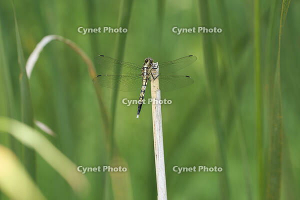 シオカラトンボ 若いオス [BAB110002947]