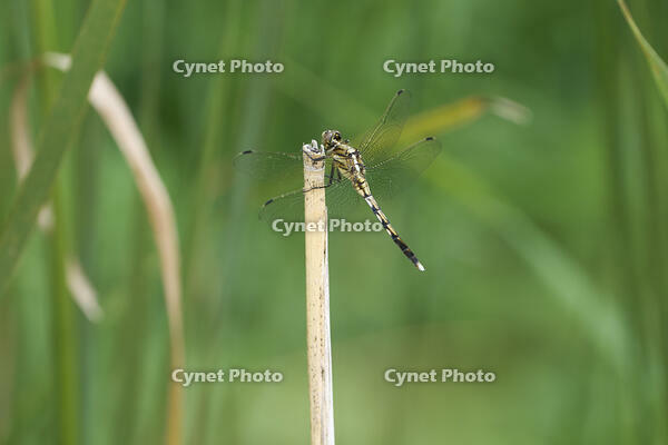 シオカラトンボ 若いオス [BAB110002948]