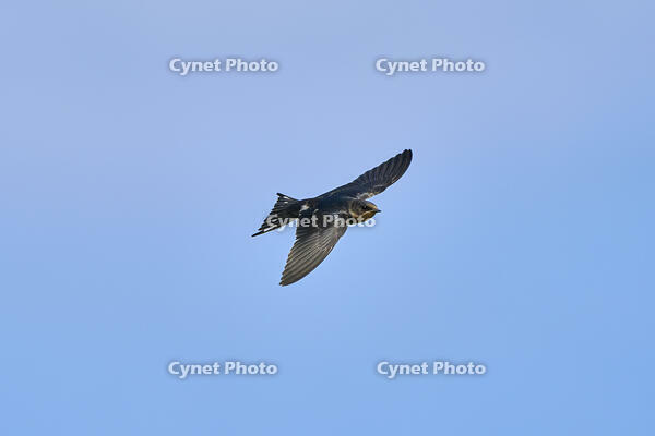 ツバメ若鳥 [BAB110002949]