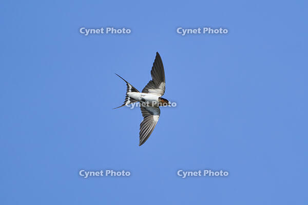 ツバメ成鳥 [BAB110002950]